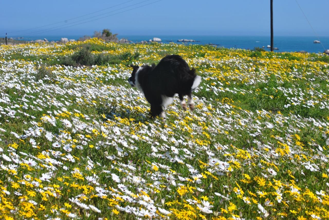 Stay At Bokkoms In Paternoster Self Catering Accommodation エクステリア 写真