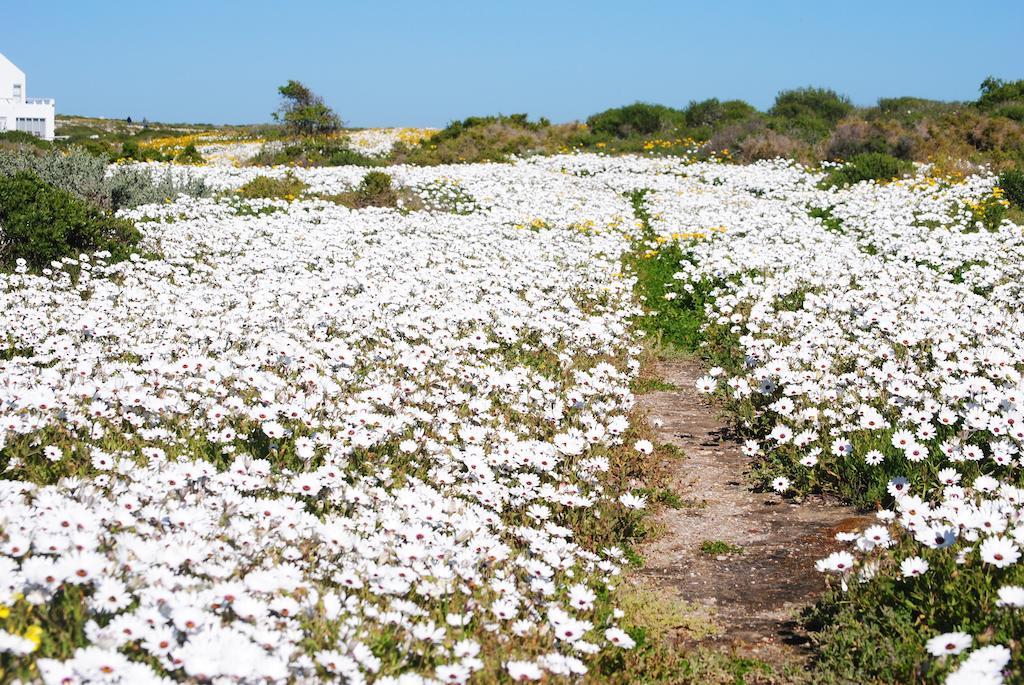 Stay At Bokkoms In Paternoster Self Catering Accommodation エクステリア 写真